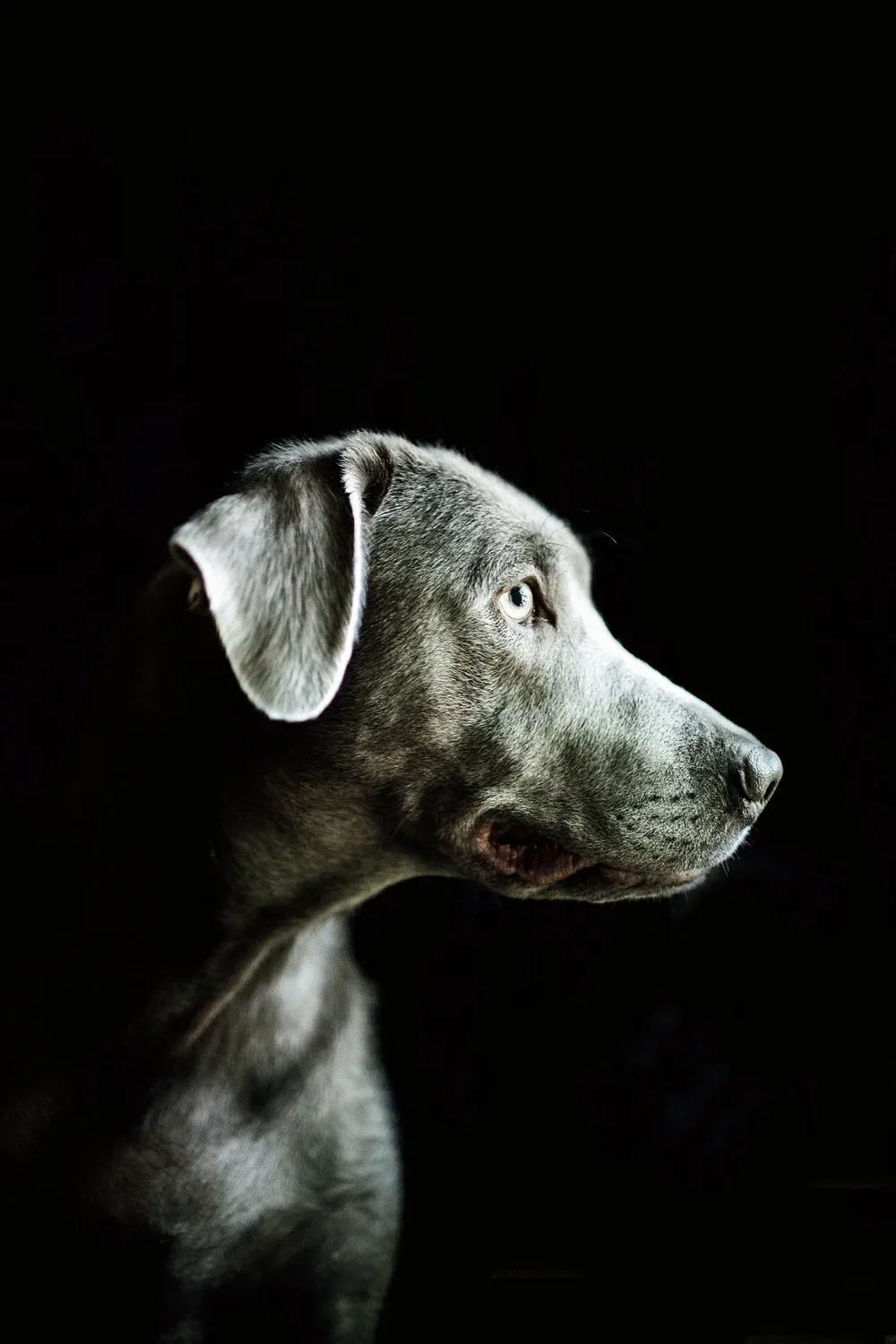 Riverside-Dog-Trainer