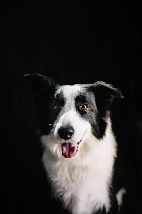 riverside-dog-training-lessons