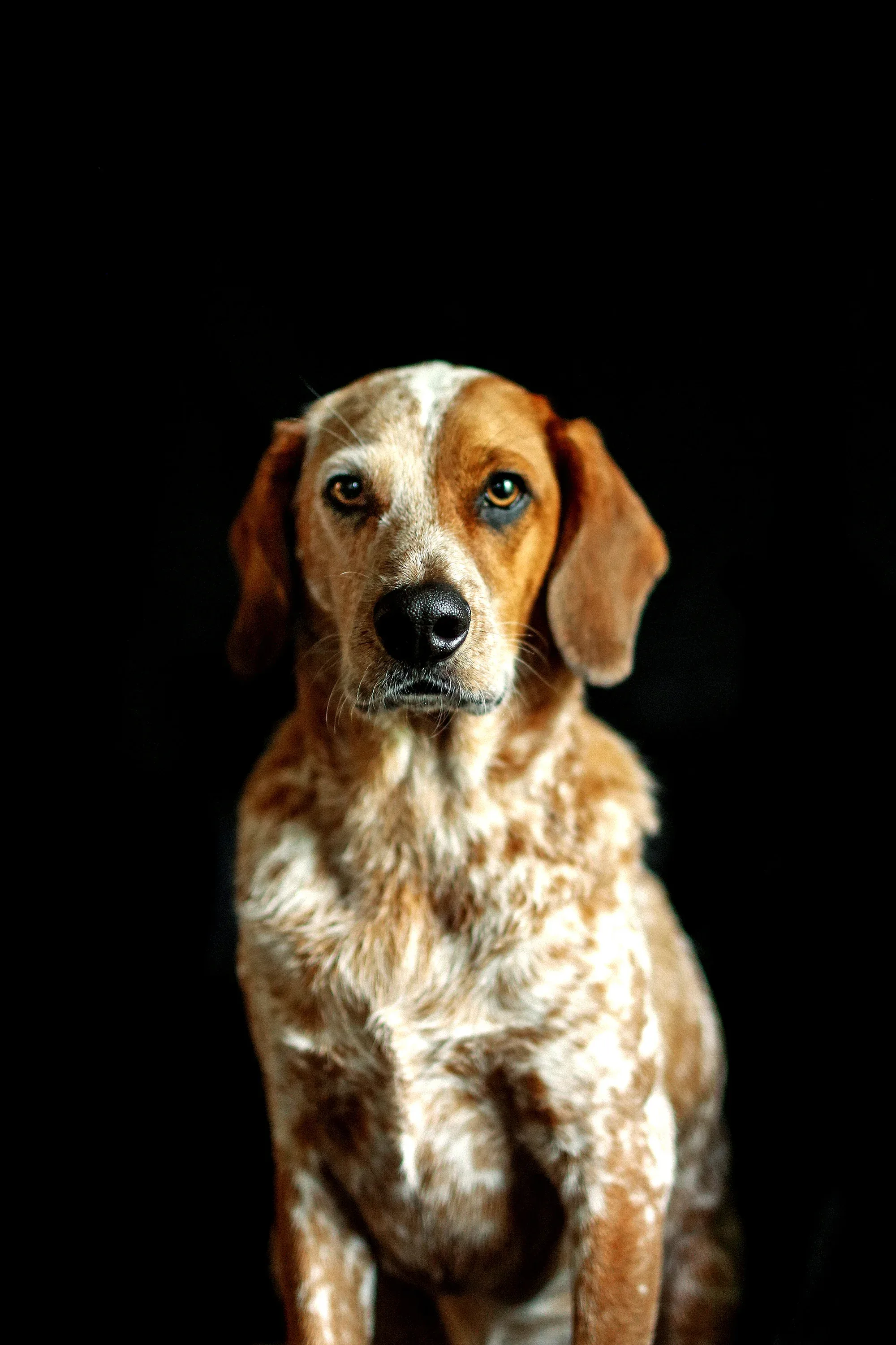 riverside-dog-group-classes