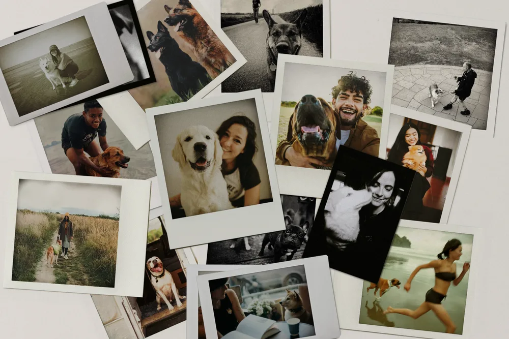 We transform dogs and empower owners.