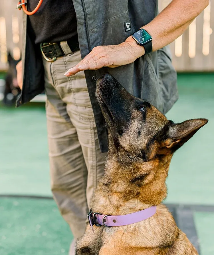 A german shepard being privately trained.