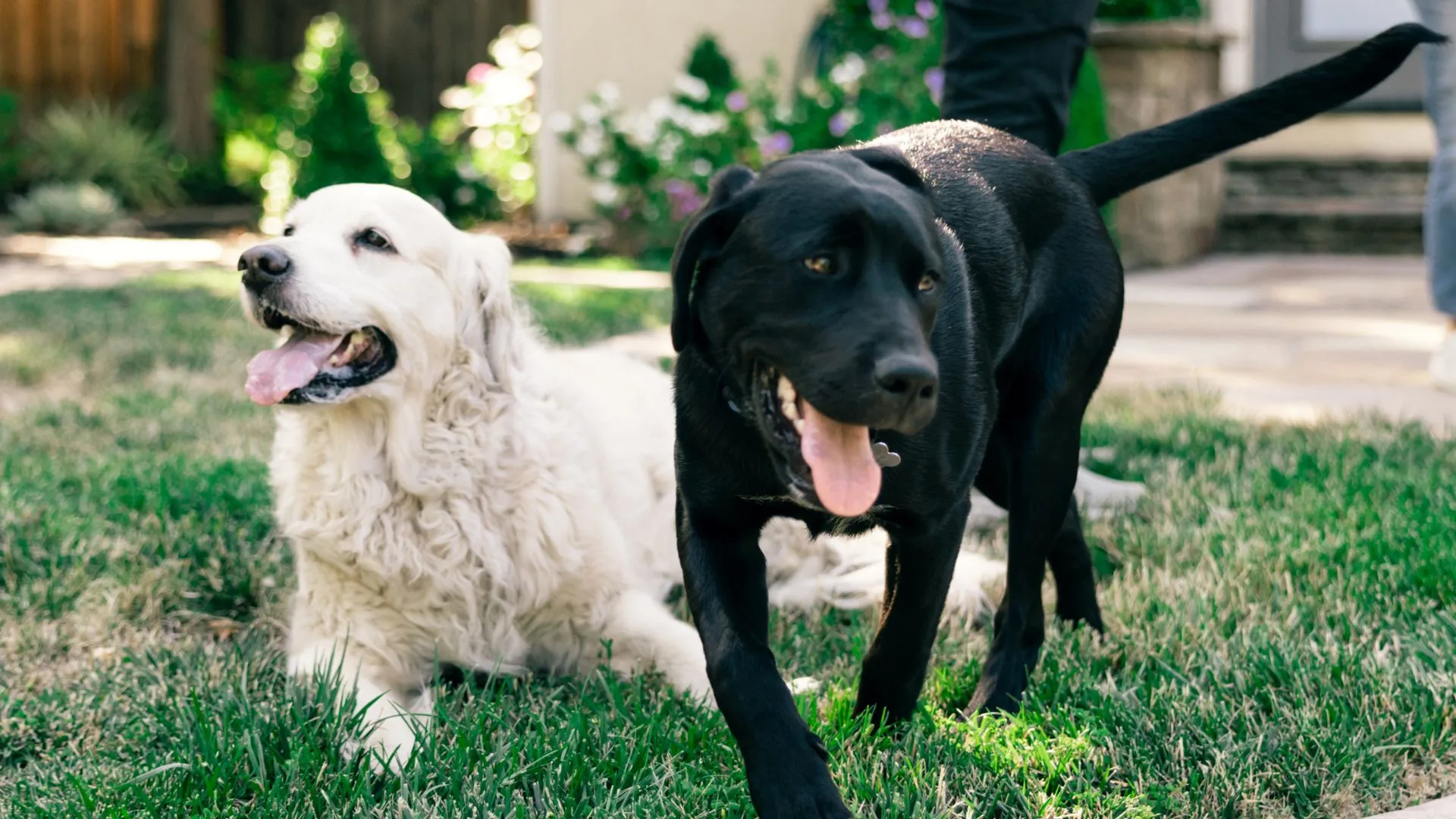 4.99
(170 reviews)
Expert In-Home Dog Training in
Cypress, Spring & the Woodlands
Personalized Training for Any Dog, Breed, Age & Issue
Lasting Results Backed by Our Life of Dog Support Guarantee
Natural, Dog-Friendly Training Methods
Schedule Your Local Training Session Today with Bob Williams
Get Started Now