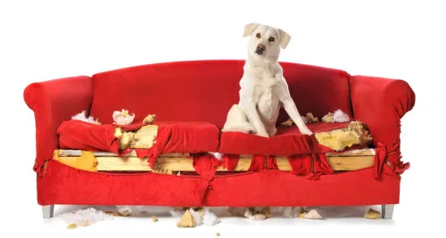 Dog Behavior Issues