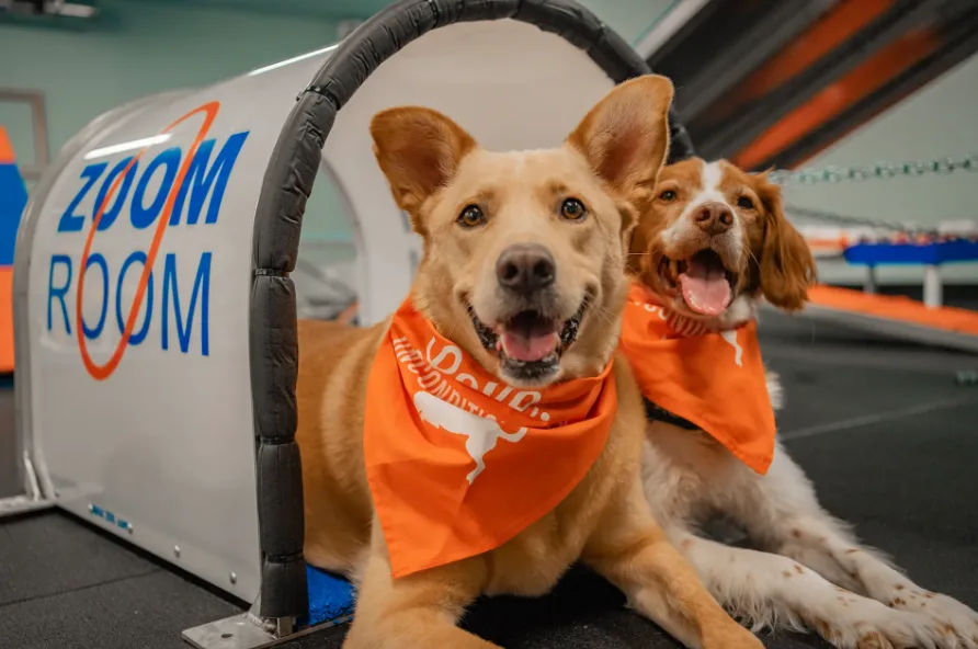 Zoom Room Dog Training: dog training in Fort Worth, TX