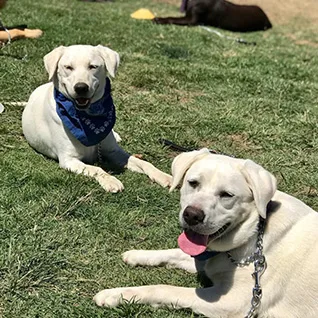 Two dogs are laying in the grass with a blue bandanna on their neck.