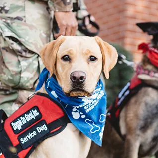 A dog with bandanna on his head and a person in camouflage.