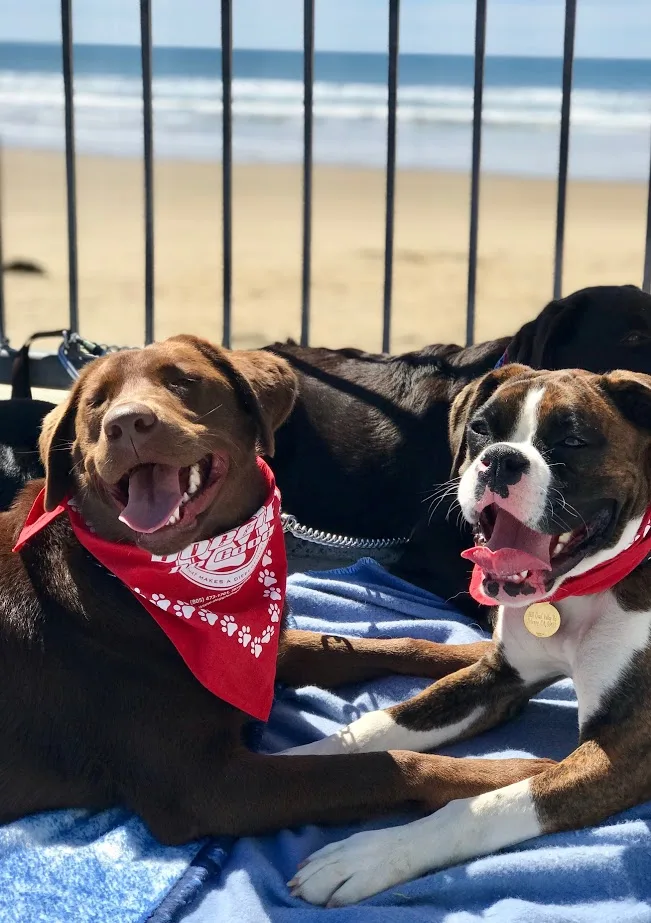 Two dogs with bandanas on their heads.
