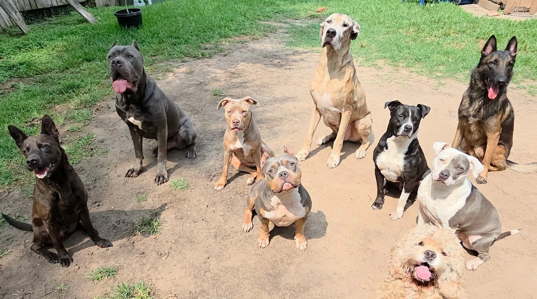 * Personal pack of Joseph Fernandez, K9 Behaviorist
            
  




  
    
      
                Advanced K9 behavioral dog training for severe reactivity and aggression cases in the Houston, TX and surrounding areas.
              
                You LOVE your fur baby. You also love your children, your spouse, your other pets, your guests, and the safety (and peace) that exists in your home. If you own a dog who believes that HE runs your house, owns your resources, and leads your pack, instead of YOU and the other humans in your home, this can become a MAJOR safety and legal liability risk FAST.That’s where WE come in. We work to make the seemingly impossible actually possible for you and your dog, at comparable rates you can afford, to help you get your pack in line FAST — so you and your family can enjoy more peace of mind and get back to enjoying what matters.(We help with regular training cases and puppy training too!)
              
    
  




  
    
      
        
          

        
        
          
                    GET HELP NOW!
                  
                    Click to call our Owner/Trainer Joseph directly for a FREE consult regarding your dog’s situation and what behaviors you need help with ASAP! Same day or next day intakes available for emergency cases.
                  
        
      
    
  




  
    
      
                Get to know Joseph’s Board-And-Train Program
              
                Joseph Fernandez is a reputable K9 Behaviorist in the Houston area with several years of experience working with some of the worst reactivity, aggression, fear, anxiety, and elopement cases in the state of Texas. Sometimes even the most experienced trainers can struggle with severe cases. Joseph’s local word-of-mouth reputation proceeds him for a reason… he has successfully accomplished advanced rehabilitative training goals with dogs that many other trainers CAN’T — in fact, he takes case referrals from other local trainers for some of the most extreme cases they are uncomfortable working themselves. Joseph’s primary goals are to help bring safety, stability, and peace back into the home, help to reduce your anxiety as a dog owner, and help you and your whole family feel safer and more confident handling your pack — both inside your home, and out in the world as well.Joseph’s flagship Board-And-Train Program has produced amazing results in some of the most difficult cases and this is where every new dog and their family starts working together with him. During this intensive, immersive 2-week long program, your dog will live with Joseph, his family, and his personal pack in his home while undergoing round-the-clock supervision, skills building, and behavioral modification in a variety of daily living circumstances. This is designed to expose your dog to various real world circumstances within a family setting, similar to their own home and public outings with you, rather than inside of a facility or in other strange surroundings that are not likely to be reproduced once they go home.The Board-And-Train program includes daily obedience training, leash manners, house manners, kennel and potty training, socialization with humans and other animals, behavioral modification of the identified problematic behaviors, and an introduction to public spaces. The program includes a 2-hour “go-home” lesson with you and all of your family members who regularly reside inside of or visit the home, one follow-up lesson approximately two weeks after program completion. Your dog is also eligible for FREE attendance at his group training classes for the life of the dog, availability for post-program boarding for the life of your dog, and eligibility for participating in more post-program advanced trainings and other services that Joseph only offers for graduated dogs.
              
    
  




  
    
      
        
          

        
        
          
                    On-Site Services
                  
                    If you need help getting your dog safely kenneled for transportation to the Board-And-Train program, this on-site service is available for an additional fee.Joseph does NOT offer one-on-one lessons for dogs who have NOT completed the Board-And-Train Program, but this service is available after program completion as follow-up support for you and your dog.
                  
        
      
    
  




  
    
      
                How severe of a case can Joseph handle?
              
                Even for some of the most SEVERE cases facing possible behavioral euthanasia, Joseph has been able to produce results that at times seem impossible to change lives all the way around and give these dogs and their families a second chance at a stable life together.Joseph has worked regularly with cases involving habitual elopers (AKA escape artists requiring trapping and darting just to apprehend them), breeds known to be difficult or high risk to work with (like the Cane Corso, Belgian Malinois, Presa Canario, Akita, Dogo Argentino, Boerboel, Kangal, Bull Terrier, Rhodesian Ridgeback, and various Livestock Guardian Breeds), and is skilled at safely and confidently handling severe aggression and bite/attack cases.In short, Joseph is not an amateur trainer who bites off more than he can chew, runs up your bill, and then leaves you with handling the majority of the safety risk at home by yourself. He rehabilitates some of the absolute worst behavioral cases in the city, KNOWS how to stay safe during handling these kinds of cases, and sends your dog home with markedly changed behavior and a safer, more confident handler family as well.
              
    
  




  
    
      
        
          

        
        
          
                    Post-Program Lifetime Benefits
                  
                    When your dog completes the Board-And-Train program, he becomes eligible for FREE attendance at Joseph’s group training classes for the life of the dog, post-program boarding for the life of your dog, and for participating in more post-program advanced trainings and other services that Joseph only offers for graduated dogs.
                  
        
      
    
  




  
    
      
        

              FAQ’s
            
        
        
          
                
                  
                    

                    
                      Do you offer protection, service dog, or sports dog training?
                    

                  
                    No we do not. We focus primarily on the behavioral modification and rehabilitation of severe reactivity, aggression, fear, anxiety, or elopement cases. We do also offer our Board-And-Train Program for regular foundational training to puppies and adult dogs of all ages, sizes, and breeds! 
                    
                  
                
              
                
                  
                    

                    
                      I need behavioral help! What’s the first step?
                    

                  
                    The first step is to give Joseph a call directly to discuss your dog’s unique case and your training goals. Joseph will help you determine if his program is the best fit for your dog, and when you can get started.
                    
                  
                
              
                
                  
                    

                    
                      How much does the Board-And-Train program cost? Why?
                    

                  
                    Our flagship 2-week long Board-And-Train Program costs $2400 at our regular rate. Each additional week (only if absolutely necessary for a specific case and always agreed to in advance) is billed at $1200 per week.501(c)(3) rescue organizations pay $1800 for the same program, with additional weeks billed for $900 per week.There is a $250 non-refundable deposit required to lock in your intake date/time, and this goes towards the total cost of your program amount regardless of if the program is billed at the regular rate or the rescue rate.There are times where we recommend special equipment as well, such as e-collars, slip leads, or place boards. If your dog requires these items, we will help you order these at our discounted rate that we get as a business so that you are not paying as much.We have had questions at times from interested dog owners about why we charge this much. Some people expect us to charge much more, and some people feel our rates are too high.The answer is simple… every dog that comes through our Board-And-Train program receives near 24/7 supervision, immersive family interaction, behavior modification, training drills, playtime, and regular caregiving and handling from far more than just Joseph as the Trainer, but from his entire family inside the home as well. Everyone here individually provides one-on-one scenarios and simulated training interactions designed to expose your dog to as much natural day-to-day stimuli as possible. We want the dogs receiving their training in an environment as close to what they will live in inside of a family home as possible, which is why we consider our program to be a high value immersive training experience. In order to reproduce daily family life, it requires participation from everyone in the home! Each of our personal dogs and even our family cat has a job in your dog’s intensive training here with Joseph at Bark to Brilliance!With that being said, we have priced our program as fairly as possible to account for the heavy work involved in rehabilitating your dog and real costs that we incur, while also not pricing our services so high (like we have seen in some of our local competitors) that the average person can’t afford our program. We want to be able to help as many dogs/families as reasonably possible and make sure our effort is fairly compensated at the same time for the amount of value we offer in our program specifically.Our prices do tend to increase slightly each year to account for economic challenges and inflation, so please check back to our website here to ensure accurate pricing before referring us to your friends and family members in the future!
                    
                  
                
              
                
                  
                    

                    
                      What other services do you offer?
                    

                  
                    Most of our services that we offer are for dogs who have already completed our Board-And-Train Program, such as FREE lifetime participation in our group training classes, boarding services, basic baths and nail trimming for more difficult dogs that won’t typically tolerate regular grooming, and on-site one-on-one lessons as a supportive measure for the life of your dog. Reach out to Joseph today for any questions regarding those services! 
                    
                  
                
              
                
                  
                    

                    
                      How do I know this program will work for my dog?
                    

                  
                    Dogs are living creatures with free will who make independent choices that are unpredictable by nature, regardless of the amount of training they receive. For this reason, it is impossible to guarantee results in any dog training program, and it is our professional opinion that anyone who tries to guarantee any dog training results is inaccurately representing the nature of dogs in general. As well, it is impossible to promise or predict 100% improvement of behaviors in an unpredictable living being.However, with all of this being explained… successful dog training relies heavily on your dog’s foundational work and understanding of various commands and drills, as well as consistent follow-up training and expectations honored and practiced by the dog’s handler each and every day for the life of the dog. When your dog goes home, you as the handler are expected to follow up by practicing at home training consistently in order to maintain the results of our foundational training work that we lay out for your dog during the program.It is our belief that “it works if you work it“ — i.e., the more you work with your dog to reinforce the commands, drills, rules, and expectations that we teach your dog throughout the program, the stronger (and safer) your results will be at home. It is our goal to train YOU as thoroughly as we train your dog so that YOU are just as confident as your dog is when completing the training program. This is why we offer our 2 week post-program follow up lesson, FREE ongoing group training support for the life of your dog, lifetime boarding (with trainer refresh options) for dogs who have completed our program, and dedicated one-on-one support anytime day or night from Joseph directly for every dog that leaves our program.We’ve got your back from start to finish… because safe, happy dogs and confident owners are what we strive to produce every single day here at Bark to Brilliance.
                    
                  
                
              
                
                  
                    

                    
                      Do I have to pay everything up front?
                    

                  
                    No! To get started, Joseph requires a $250 non-refundable booking deposit to lock in your intake date/time. This deposit is a part of the total cost of the program. The remaining balance due will be split into two payments: 50% will be due on the date of intake, and 50% will be due on the date of go-home. Any other balances (such as the cost of special equipment or additional training weeks necessary for more severe cases) will be discussed with you in advance and paid separately from these two dates for the program cost explained here.
                    
                  
                
              
                
                  
                    

                    
                      What is my booking deposit for?
                    

                  
                    A lot of work goes into collecting all of your information, gathering backgrounds on your dog and the unique case you have with their behavior, preparing for your dog’s arrival, formulating training goals and strategies for your unique case, and other preparatory tasks involved in preparing for each incoming training dog. Your booking deposit of $250 is non-refundable for this reason, and it allows you to lock in a date and time for your intake appointment to begin training your dog in the Board-And-Train program.However, if you need to change your intake date/time for any reason, this is not a problem! Just reach out to Joseph directly at (346) 244-0598 and he will adjust your appointment to whenever is convenient for you to start the program. No hassle!
                    
                  
                
              
                
                  
                    

                    
                      Where do I send my deposit or remaining payments?
                    

                  
                    Joseph accepts cash, cashier’s checks, money orders, or debit/credit card payments via Venmo, Cashapp, PayPal, or Zelle accepted through barktobrilliancehtx@gmail.com or (346) 244-0598. Be sure to put your dog’s name in the payment description so that your payment is properly assigned for your dog!
                    
                  
                
              
                
                  
                    

                    
                      Where do I bring my dog, and what should I bring?
                    

                  
                    On the day of intake, you will bring your dog to Joseph’s home at 15307 La Paloma Drive, Houston, TX 77083. Once you arrive, remain in your vehicle and call Joseph at (346) 244-0598 so that he can provide you with further instructions!For the training program, you will need to provide enough food for your dog to cover 2-3 weeks. That’s it! Please leave all toys, harnesses, collars, treats, kennel bedding/accessories, and other fur baby belongings at home.You will need to provide proof of vaccination, current flea/tick treatment, known parasite history, and general health history before your dog can start the program, so make sure you email that over to barktobrilliancehtx@gmail.com or bring it with you at intake so we can take copies to keep on file for you and your dog.
                    
                  
                
              
                
                  
                    

                    
                      How will I know my dog is OK while he is away from me?
                    

                  
                    Joseph has worked with dozens of rescues throughout the years and has helped rescue dogs himself, so he is well aware of the very real concerns that dog owners and rescue organizations face when dropping a dog off for Board-And-Training. For these reasons, Joseph would like to encourage you first and foremost to do your due diligence and scour his social media posts and Google ratings yourself to hear from other confident dog owners who have worked with Joseph directly through this program. His official Google business listing is still relatively new, as he has recently launched out independently to form his own company in 2026, but his Facebook and Instagram have been documenting his training cases that he personally works for YEARS.There are hundreds and hundreds of dogs Joseph has trained through this Board-And-Train program, and he posts them all on his socials. You will find real life dog owners there that vouch for him and his training skills. Joseph endeavors to post regular detailed social media updates on Facebook, including photos and videos, almost daily for every single dog in his care for the duration of the program. He cannot post every single dog every single day, but he tries his hardest to update daily! He will make sure you are following him on his social media pages before you leave from intake so that you can start watching your fur baby’s progress right away and have peace of mind while you are separated from your loved one. Finally, if you get worried or have concerns at ANY time, you are ALWAYS welcome to give Joseph a call anytime. Joseph will give you a thorough update on your dog’s progress and help ease your mind during this time while you are waiting to see your fur baby again!
                    
                  
                
              
        
      
    
  




  
    
      
                Rescue Organizations
              
                Joseph partners regularly with different rescue organizations to help with the rehabilitation of special case dogs that struggle with these more severe behavioral issues to produce happier, safer, and more adoptable dogs. He offers a discounted Board-And-Train rate as well as special case fostering for reputable 501(c)(3) rescues for unique behavioral cases enlisted in their programs, and he can accept cases from all over the nation. If a rescue organization needs assistance with transportation to and from the program, this is also an option on a case-by-case basis.If you represent a 501(c)(3) rescue organization and would like more information about partnering with Joseph for rehabilitative training and fostering, reach out to him today to see if it may be a good fit to work together for your organization’s needs.Joseph also donates his training program for severe or unique cases, including for feral dogs, which he identifies and selects on a case-by-case basis through referrals from different rescue organizations and other trainers. He is able to do this, from time to time and as sponsored programs permit, through passionate sponsors who purchase his Board-And-Train program in advance to be donated to a dog/family in true serious need at a later date within the same year once referred, identified, and selected. Joseph accepts sponsored program purchases online all throughout the year from anyone willing and able to sponsor a training dog, to help improve the lives of dogs and families all over the nation.
              
    
  




  
    
      
        

  
  
    
      Skip to product information
    
    



  
    
      
          

      
    


  



      
    
    
      
        Open media 1 in modal
      
    
  

          
    
      
        

      
      
        1
         / 
        of
        1
      
      
        

      
    
  


        
          Bark to BrillianceSponsor a Training Dog In Need


    Regular price
          
            $2,400.00 USD
          
      
          Regular price
          
            
              
                
              
            
          Sale price
        
          $2,400.00 USD
        
      
        Sale
      

      
        Sold out
      




                    
                    

                    Quantity
                    
                      Quantity
                      


  


(0 in cart)
                      
                    
                    
                      
                        
                          Decrease quantity for Sponsor a Training Dog In Need
                          

                        
                        
                        
                          Increase quantity for Sponsor a Training Dog In Need
                          

                        
                      
                    

      
        

        
      


  
    

    Share
  
  
    
      

      Share
    
    
      
         
        
        Link
      
      
        

        Close share
      
      
        
  


        Copy link
      
    
  



              View full details


          
        
      
      



    
  



  
        Submit a Case Referral
      




        
              

        
          
        
      
        

        
          
        
      
        

        
          
        
      
      
        

      
      1
           / 
          of
          3