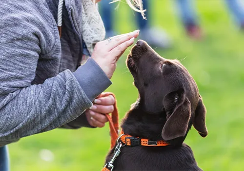 One to One Private Dog Training