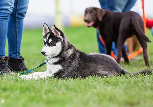 Puppy Classes
