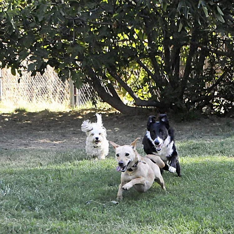Pawsitive Training Center — dog training in Anderson, CA (3)