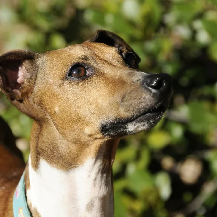 Pawsitive Training Center — dog training in Anderson, CA (4)