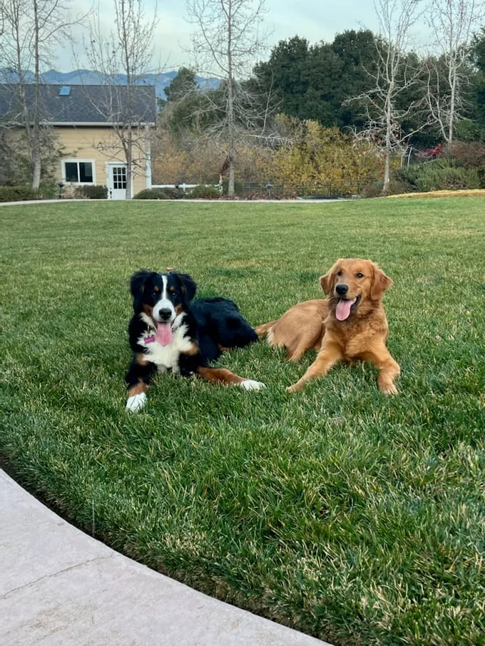 Wild Dog Pet Services (3)