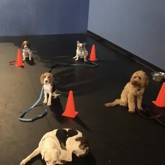 4 Week 2 
 Day Drop-off 
 Monday -Friday (9:30am-4:00pm) 
Your Choice of 2 full days a week 
for 4 weeks 
 $2000.00 Learns basic commands without treats- sit, down and stay. 
How to walk on leash, socialization, and go to place.Includes unlimited group classes - based on trainers availabilityTraining begins on the 1st of each month and ends on the last day of the month 
    *50% non-refundable deposit 
    **Excludes aggressive dogs. Please contact trainers for pricing.