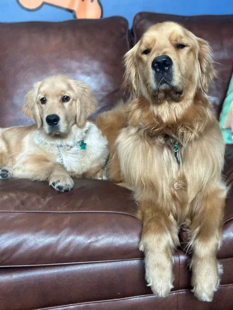 4 Week Training 
 M, T, W, Th, F (9:30am-4:00pm) 
 
 $3000.00 Learns basic commands without treats- sit, down and stay. 
How to walk on leash, socialization, and go to placeIncludes unlimited group classes - based availability of trainer 
Training begins on the first of each month and ends on the last day of the month 
     * 50% non-refundable deposit reserve your space     **Excludes aggressive dogs. Please contact trainer for pricing.