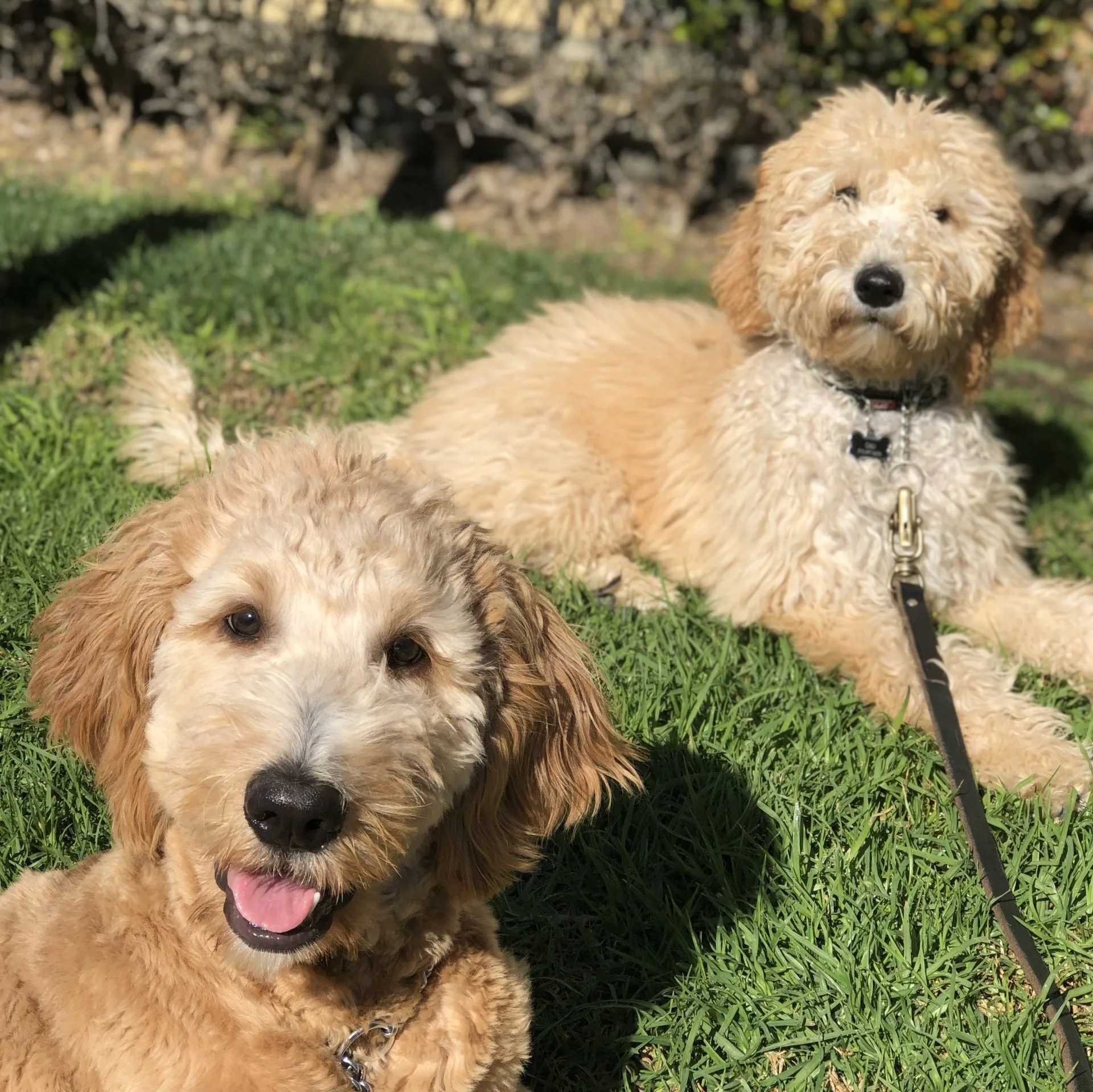 Doggie Daycare 
 
 $50 Evaluation 
 ***First 10 minutes are free to verify your dog or pup can complete the evaluation process.      
Socialization is key for healthy dog living. Join our daycare pack and take the first step towards a healthy, balanced doggie***Have a young puppy?? Contact us about puppy playtime. 
     Full Day 5 hours or more 
 $68.00 
 
 
   Half Day 4 hours or less 
 $45.00 
 
 
 
 
 
          Hourly 
   
 $25.00
