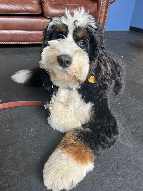Private Classes 
 
 This time will be split between our facility and your home 
  You work with Kevin or Latoya individually working to correct behaviors and obtain the goals for you & your dogCall to scheduleAdditional cost for additional dogs 
 
     Per Class 
 $300.00 
 
 $375.00 - 
In Home  
 
 
 Sessions last for 1 hour 
 
   4 Classes 
 $1200.00﻿ 
 
 Sessions last for 1 hour 
 
   6 Classes 
 $1600.00 
 
 Sessions last for 1 hour