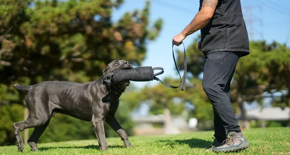Gallardo's K9s — dog training in Apple Valley, CA (3)