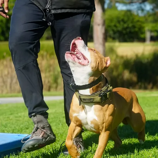 Gallardo's K9s — dog training in Apple Valley, CA (4)