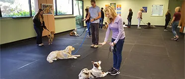 Spacious indoor dog training facility at Canine Learning Centers in Carlsbad, CA with multiple dogs and owners practicing obedience commands during a small group class
