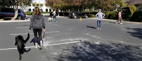 Dog owners practicing off-leash distance commands with their dogs in a parking lot during a Freedom Unleashed class at Canine Learning Centers in Carlsbad, CA