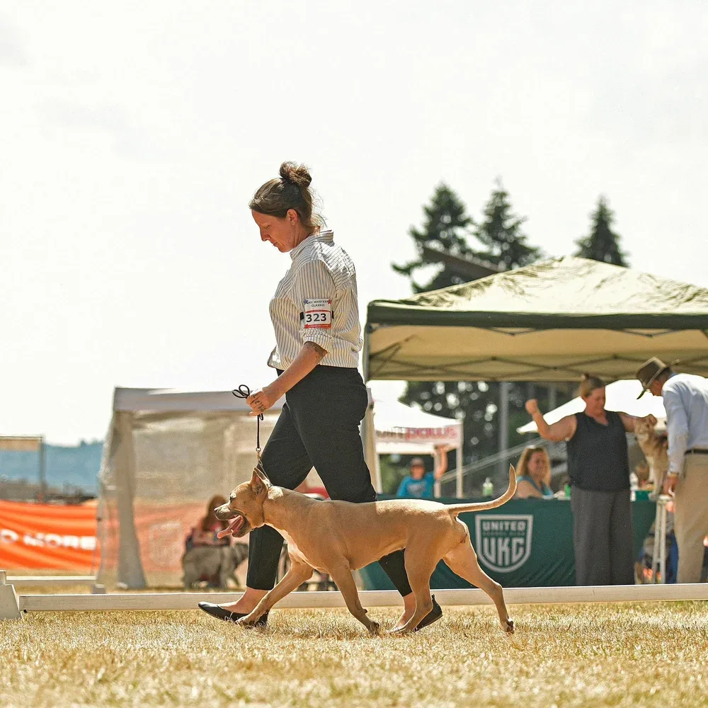 Animal Minds — dog training in Rancho Cordova, CA (2)