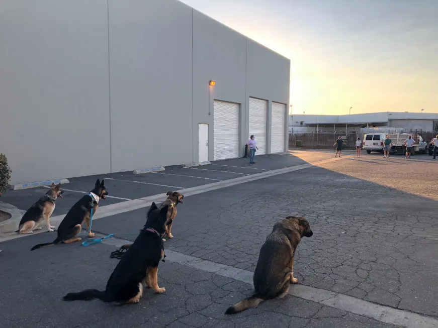 Allen's Sandstone Dog Training — dog training in Orange, CA (2)