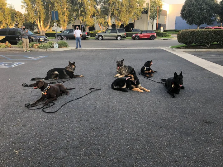 Allen's Sandstone Dog Training — dog training in Orange, CA (4)