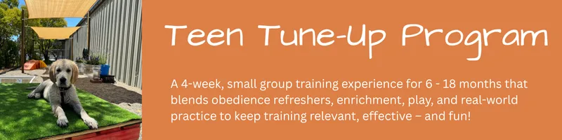 Teen Tune-Up Program
Our Teen Tune-Up Program will help you and your puppy navigate this sometimes tempestuous stage of development. 
Is your puppy between 6 – 18 months old?Join us for the Teen Tune-Up Program!

			
				Teen Tune-Up