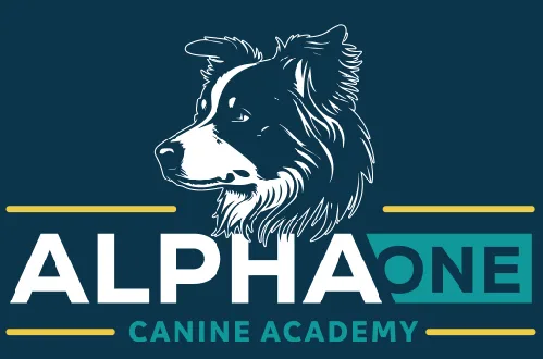 alpha one canine academy — dog training in Venice, CA (5)