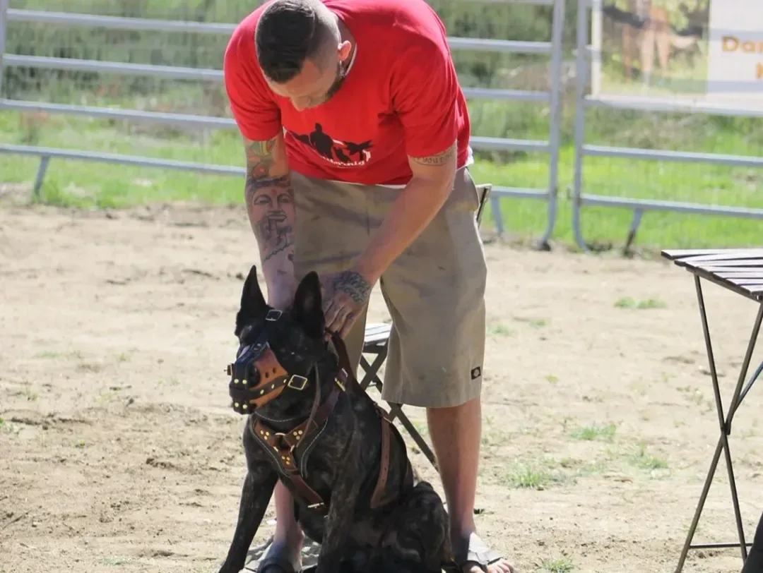 alpha one canine academy — dog training in Venice, CA (8)