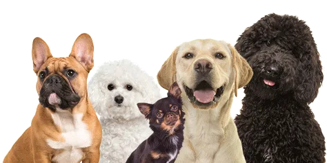 Dogs