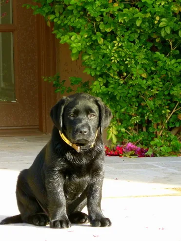 Janine Allen, Certified Professional Dog Trainer — dog training in Palm Desert, CA (2)