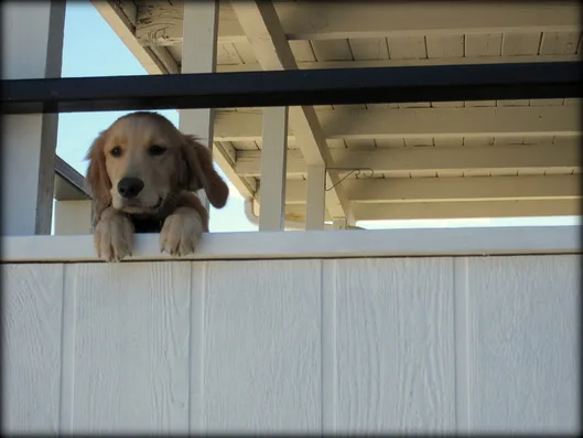Janine Allen, Certified Professional Dog Trainer — dog training in Palm Desert, CA (3)