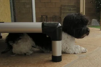 Janine Allen, Certified Professional Dog Trainer — dog training in Palm Desert, CA (4)