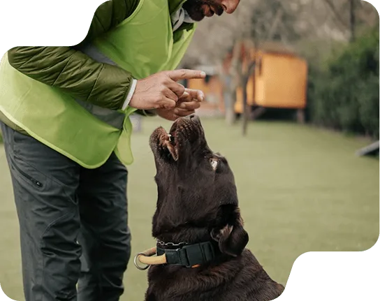 Dog Training