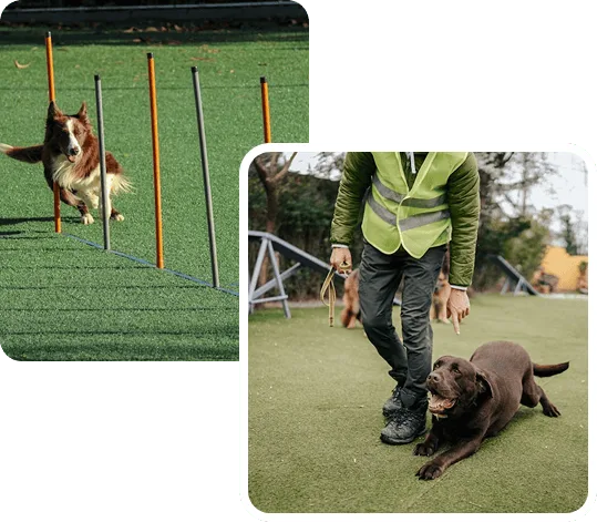 Dogs Training