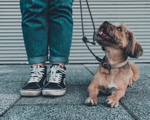 One-on-one dog training