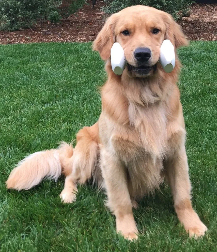 A golden retriever sitting on grass holding two wooden obedience dumbbells crosswise in its mouth, one on each side of its muzzle.