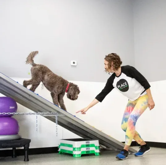 K9 Parent Training LLC — dog training in Palm Desert, CA (2)