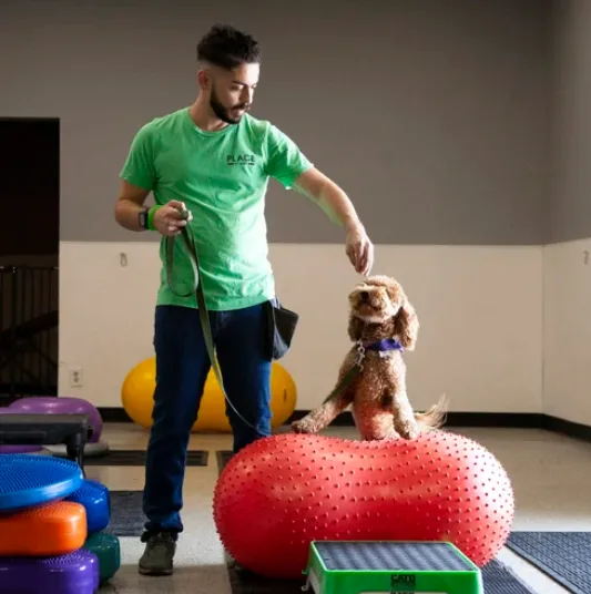 K9 Parent Training LLC — dog training in Palm Desert, CA (3)