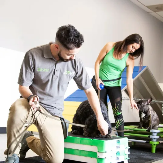 K9 Parent Training LLC — dog training in Palm Desert, CA
