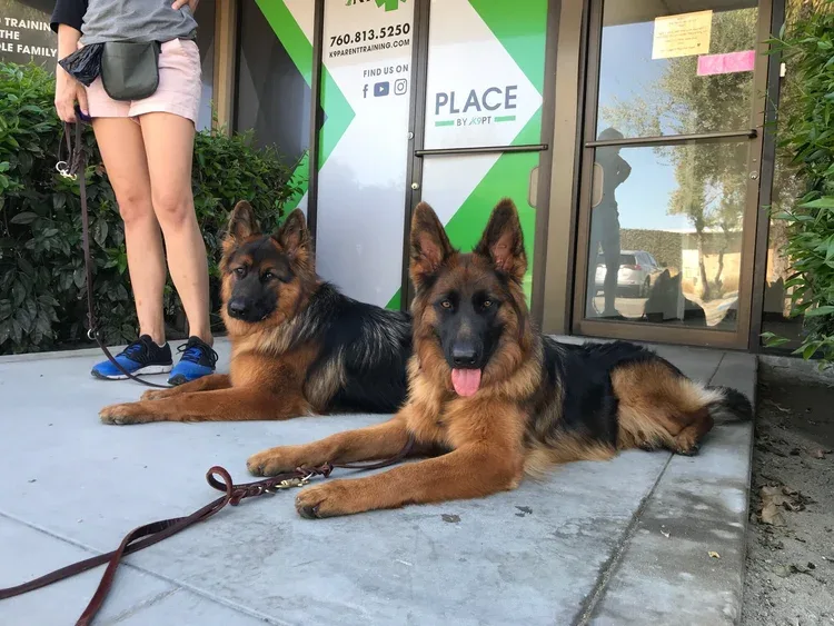 K9 Parent Training LLC — dog training in Palm Desert, CA (5)