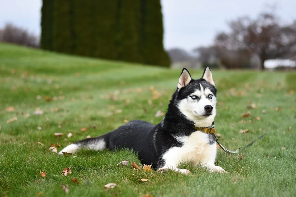 Kanye Corso Training: dog training in Alvin, TX (2)