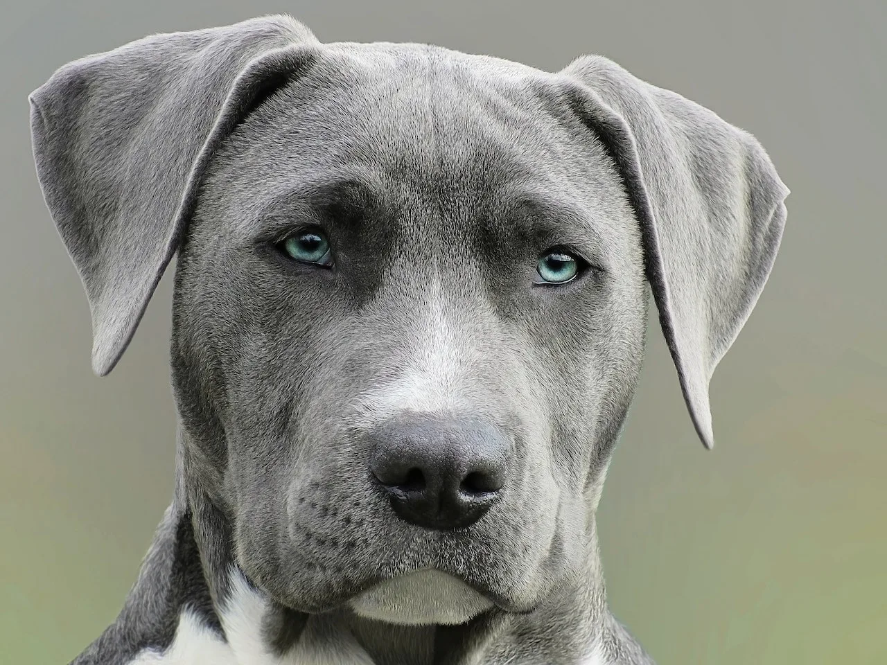 Kanye Corso Training: dog training in Alvin, TX (6)