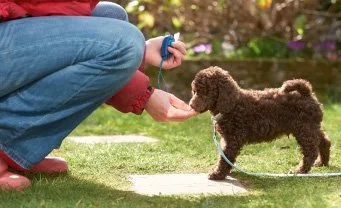 Puppy Preschool Out N About Dog Training