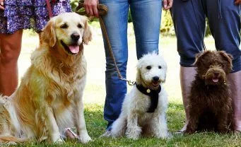 Drop-In Group Classes Out N About Dog Training