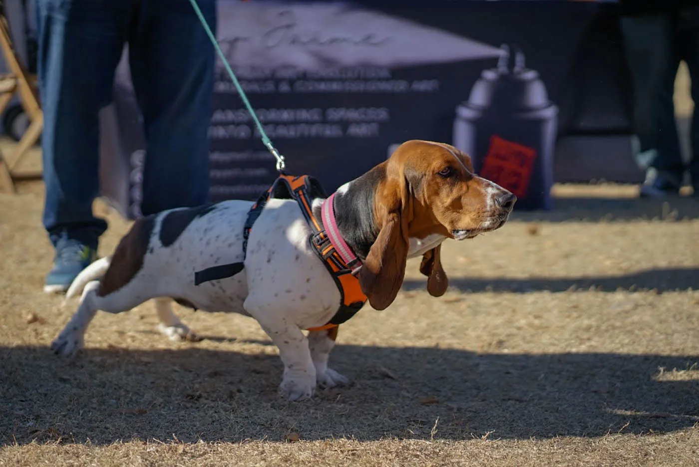 Dog Training Elite - Dog Obedience Training. DTE