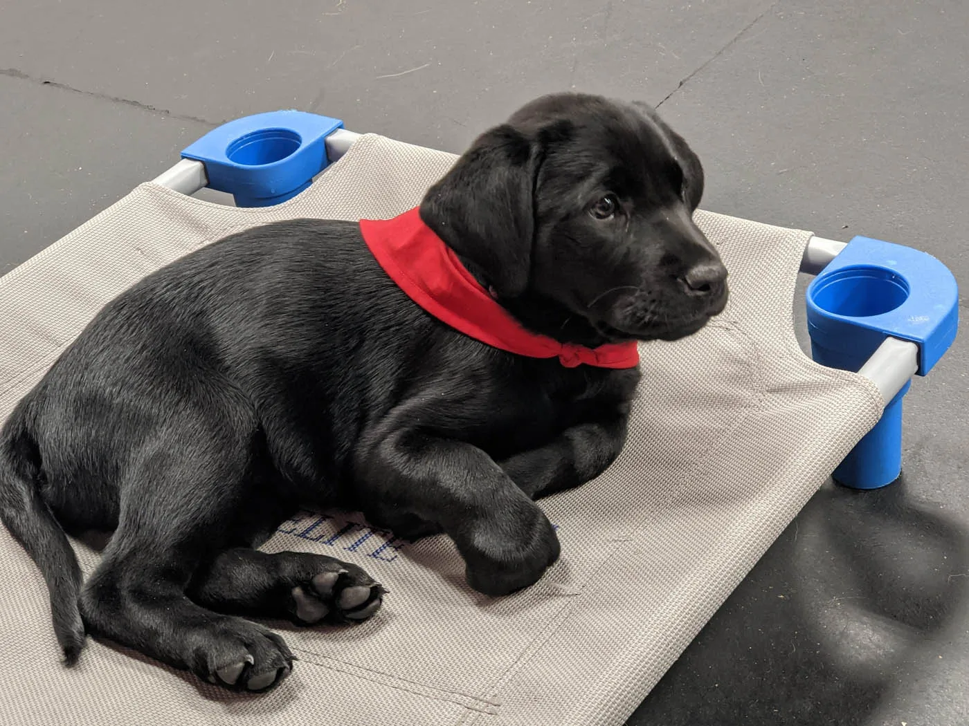 Dog Training Elite - Puppy Training. Dog Training Elite