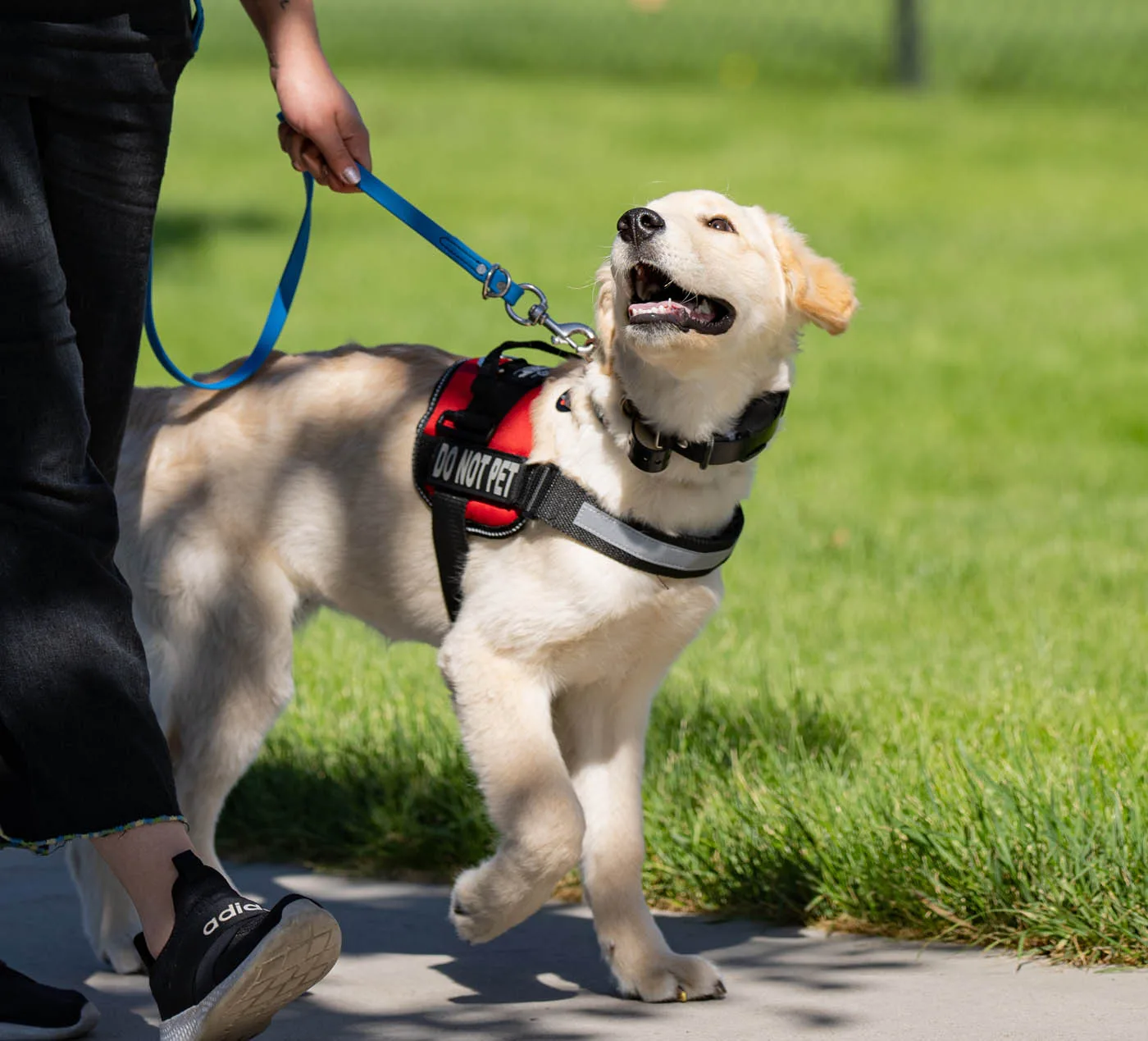 Dog Training Elite - Service Dog Training. Dog Training Elite